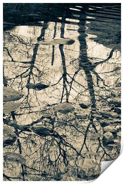 Reflected trees, with stones Print by Cathy Pyle