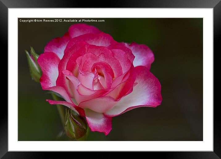 Rose Framed Mounted Print by kim Reeves