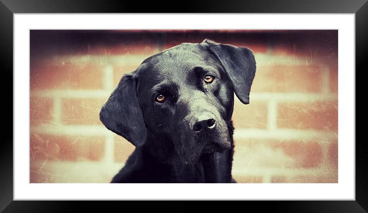 Lone Dogs Framed Mounted Print by Simon Wrigglesworth