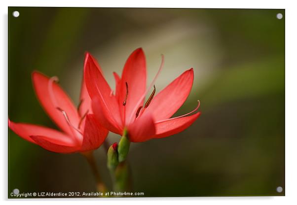 River Lily Acrylic by LIZ Alderdice