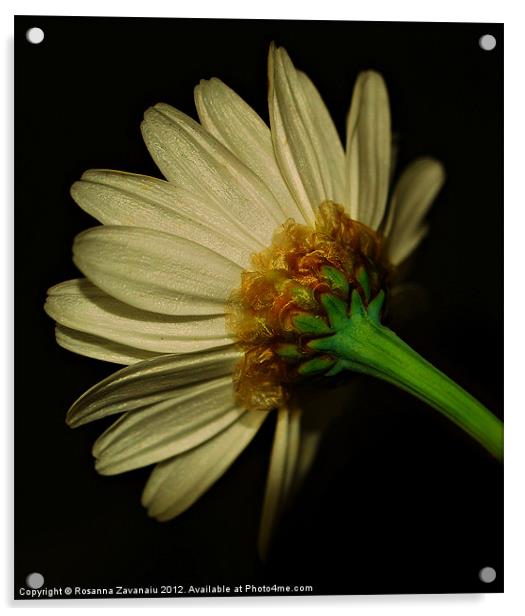 Daisy cropped (Margarite) Acrylic by Rosanna Zavanaiu