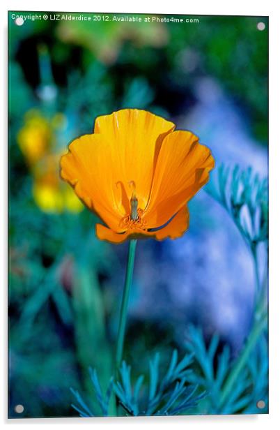 Californian Poppy - A Study in Gold Acrylic by LIZ Alderdice