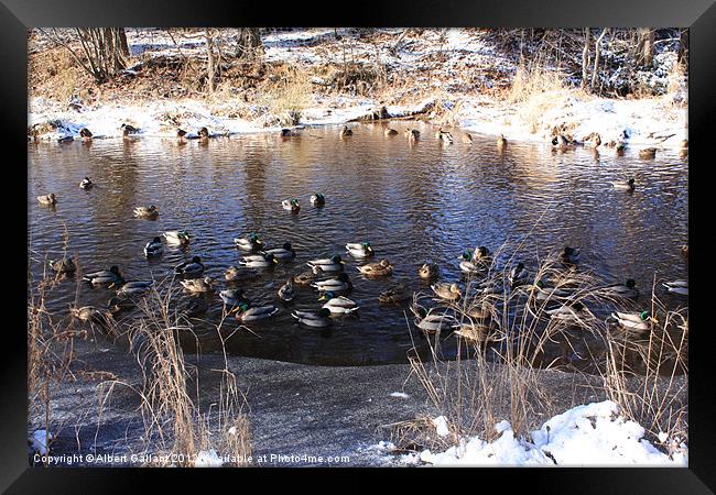 Mallard ducks Framed Print by Albert Gallant