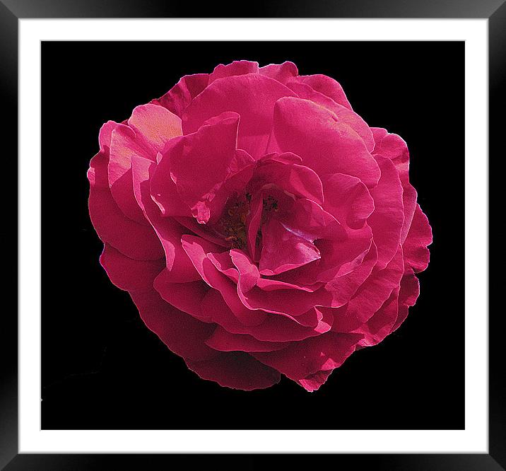 Pink Rose Framed Mounted Print by Derek Vines