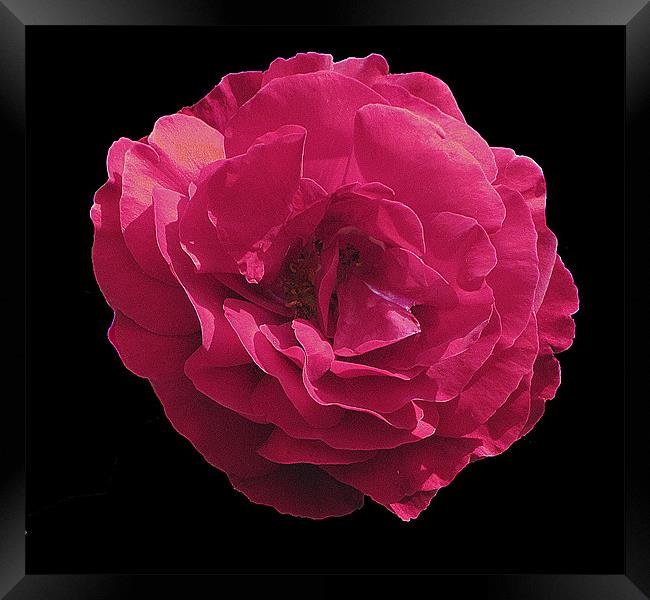 Pink Rose Framed Print by Derek Vines