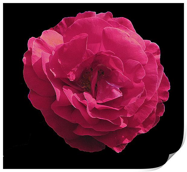 Pink Rose Print by Derek Vines