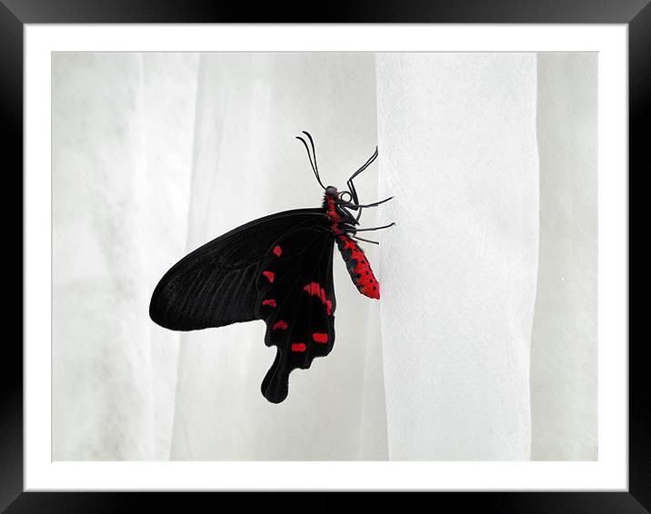 weightless Framed Mounted Print by Heather Newton