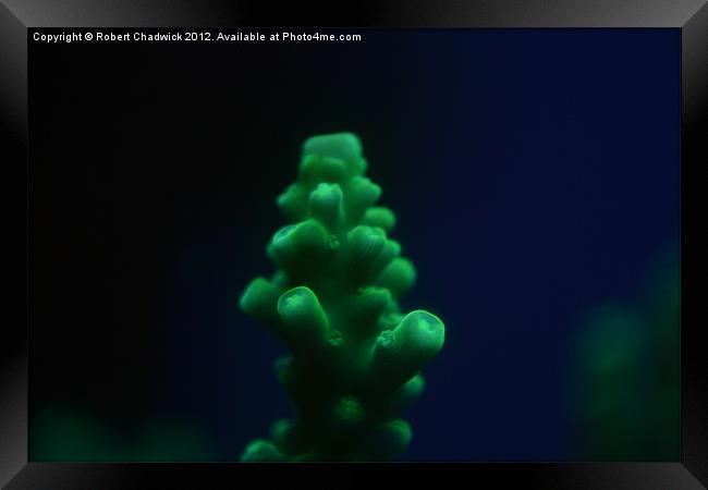 fluorescent Acropora coral Framed Print by Robert Chadwick
