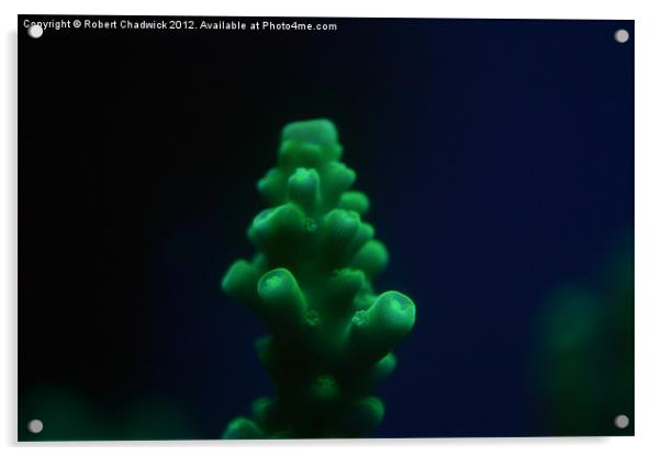 fluorescent Acropora coral Acrylic by Robert Chadwick