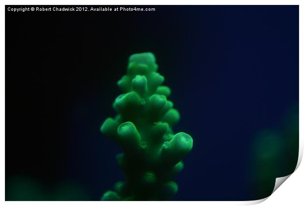 fluorescent Acropora coral Print by Robert Chadwick