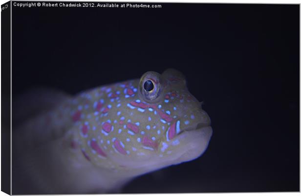Pink Spotted Watchman Goby (Cryptocentrus leptocep Canvas Print by Robert Chadwick