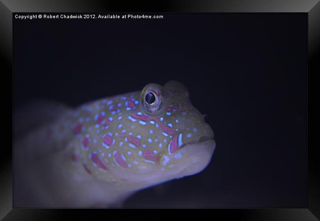 Pink Spotted Watchman Goby (Cryptocentrus leptocep Framed Print by Robert Chadwick