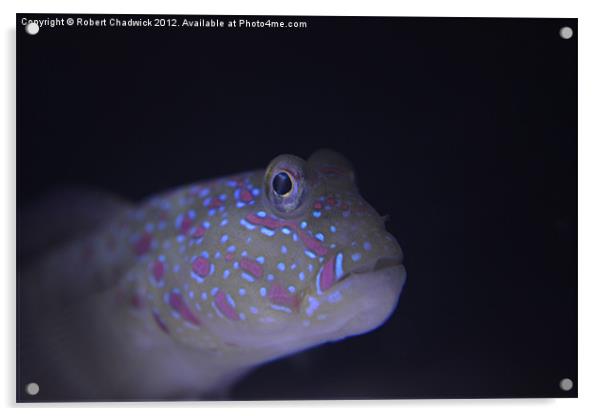 Pink Spotted Watchman Goby (Cryptocentrus leptocep Acrylic by Robert Chadwick