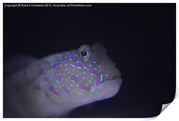 Pink Spotted Watchman Goby (Cryptocentrus leptocep Print by Robert Chadwick