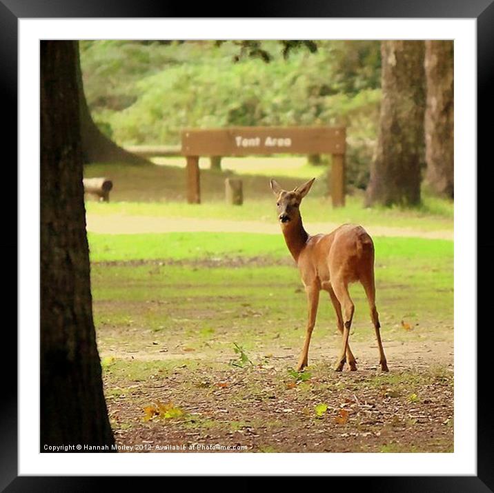 Doe a Deer Framed Mounted Print by Hannah Morley