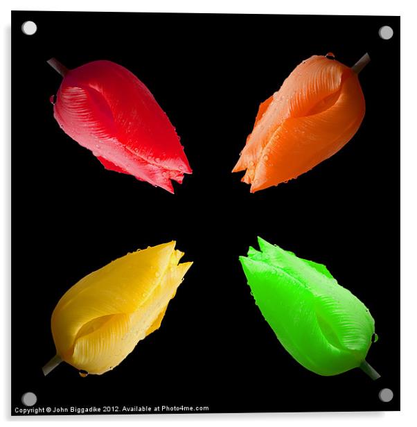Tulip Montage with raindrops Acrylic by John Biggadike
