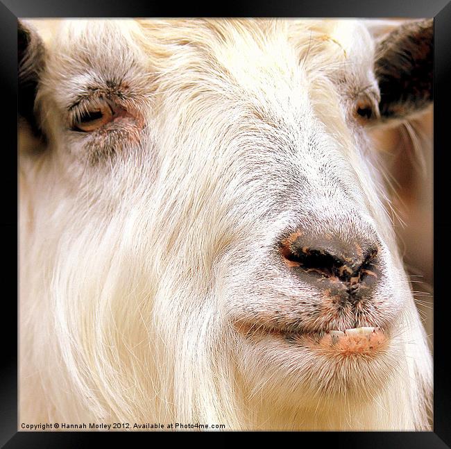 Billy Goat Framed Print by Hannah Morley