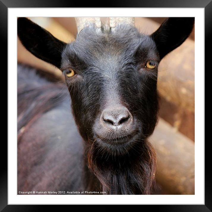 Billy Goat Framed Mounted Print by Hannah Morley