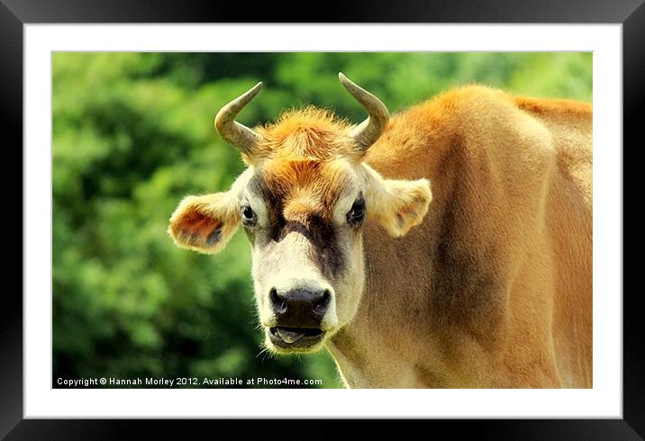 Jersey Cow Framed Mounted Print by Hannah Morley
