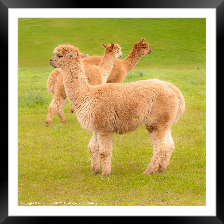 Llamas Framed Mounted Print by Ian Collins