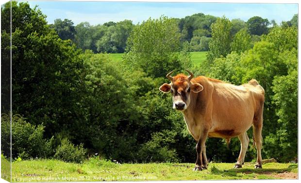 Jersey Cow Canvas Print by Hannah Morley