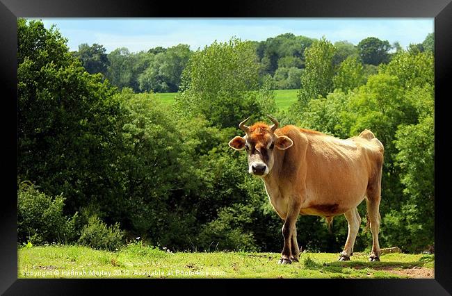 Jersey Cow Framed Print by Hannah Morley