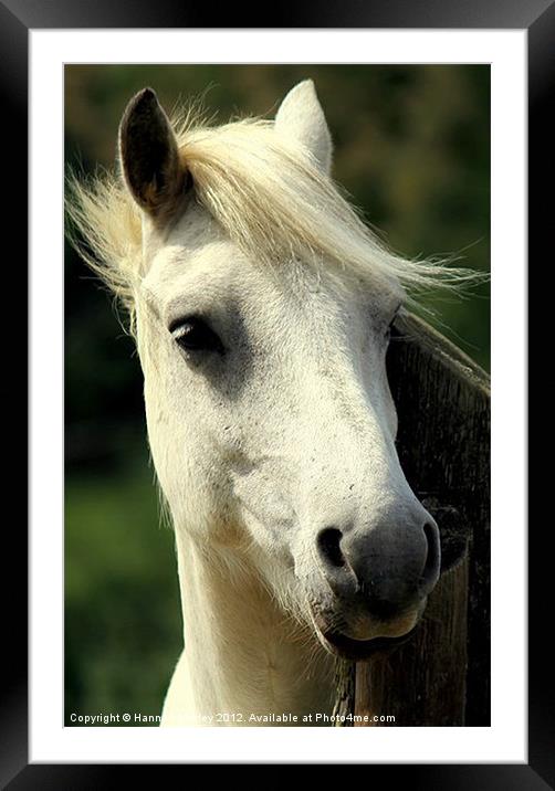 White Horse Framed Mounted Print by Hannah Morley