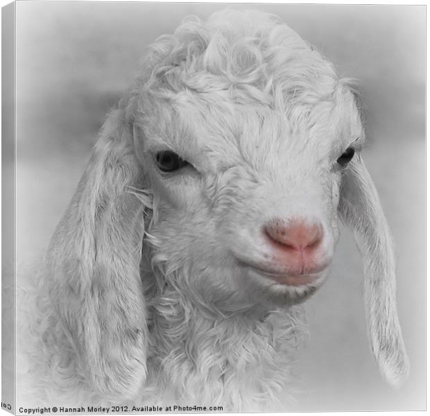 Little Lamb Canvas Print by Hannah Morley