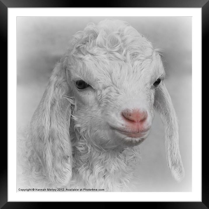 Little Lamb Framed Mounted Print by Hannah Morley