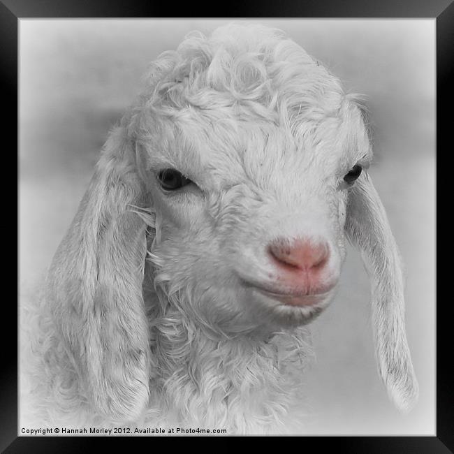 Little Lamb Framed Print by Hannah Morley