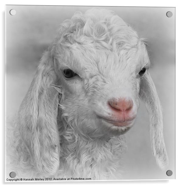 Little Lamb Acrylic by Hannah Morley