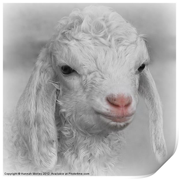 Little Lamb Print by Hannah Morley