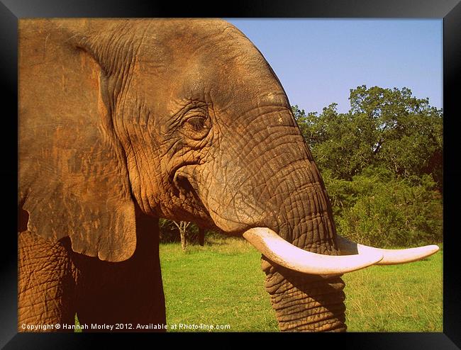 South African Elephant Framed Print by Hannah Morley