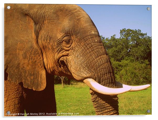 South African Elephant Acrylic by Hannah Morley