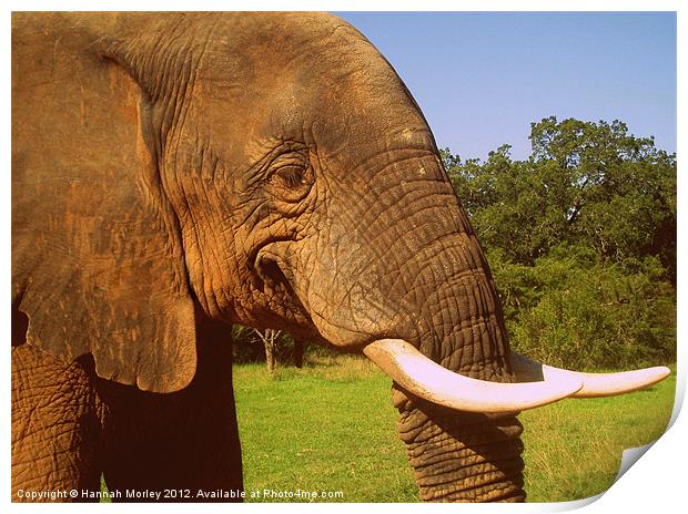 South African Elephant Print by Hannah Morley
