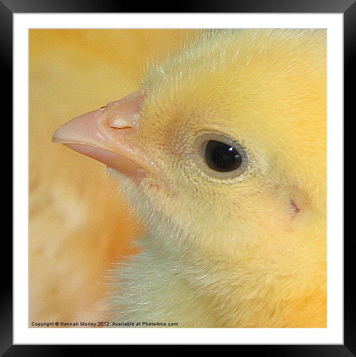 Baby Chick Framed Mounted Print by Hannah Morley