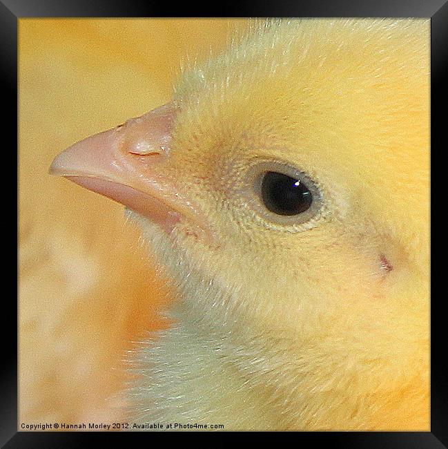 Baby Chick Framed Print by Hannah Morley