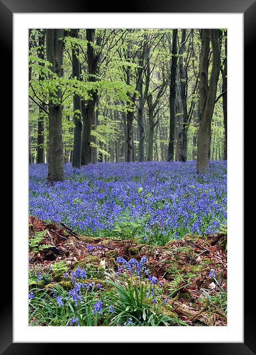 bluebell woodland Framed Mounted Print by Tony Bates