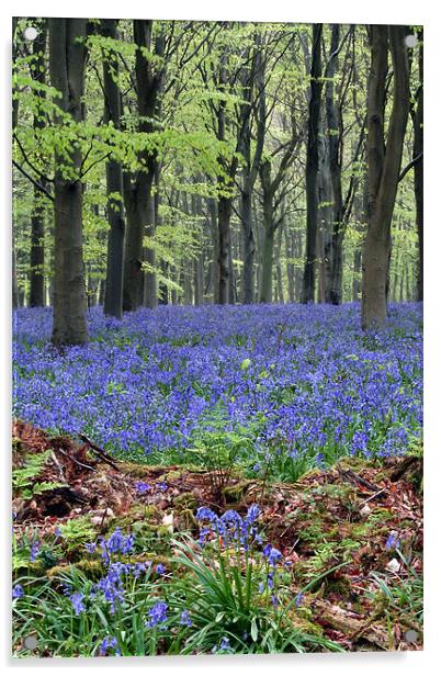bluebell woodland Acrylic by Tony Bates