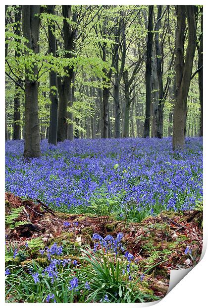 bluebell woodland Print by Tony Bates