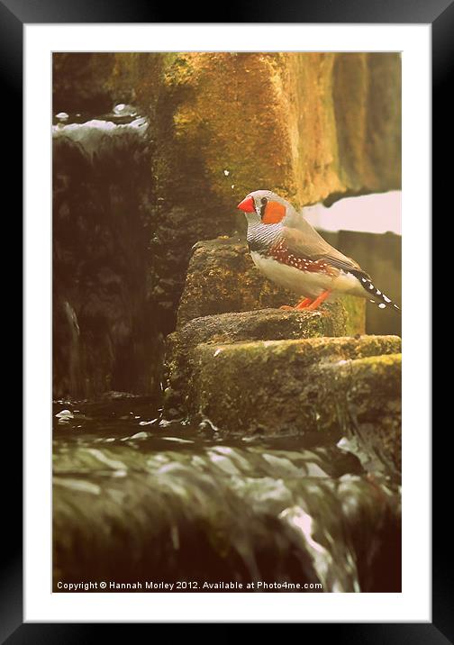 Zebra Finch by a Waterfall Framed Mounted Print by Hannah Morley