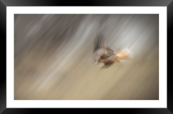 Diving Kite Framed Mounted Print by Natures' Canvas: Wall Art  & Prints by Andy Astbury
