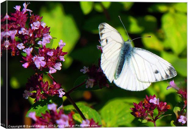 WHITE BUTTERFLY Canvas Print by David Atkinson