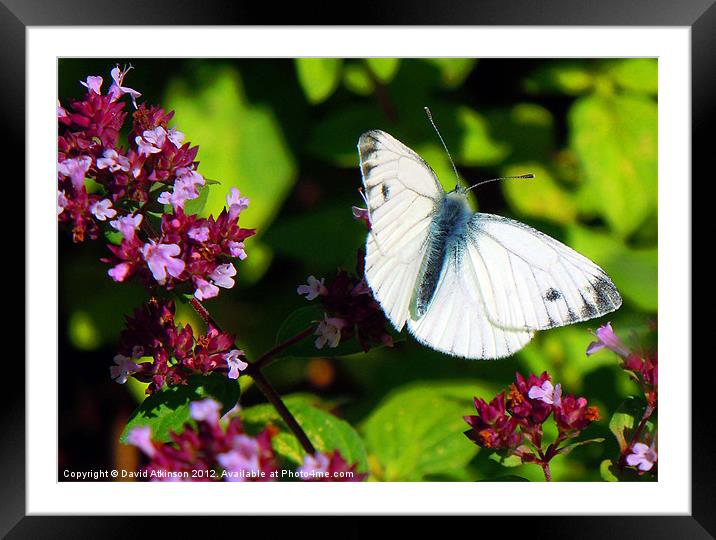 WHITE BUTTERFLY Framed Mounted Print by David Atkinson