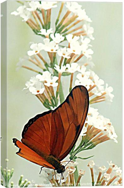 Julia Butterfly Canvas Print by Hannah Morley