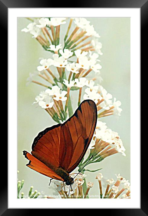 Julia Butterfly Framed Mounted Print by Hannah Morley
