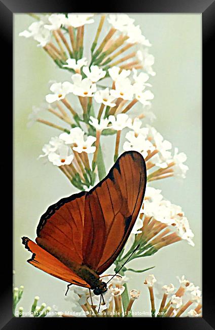 Julia Butterfly Framed Print by Hannah Morley