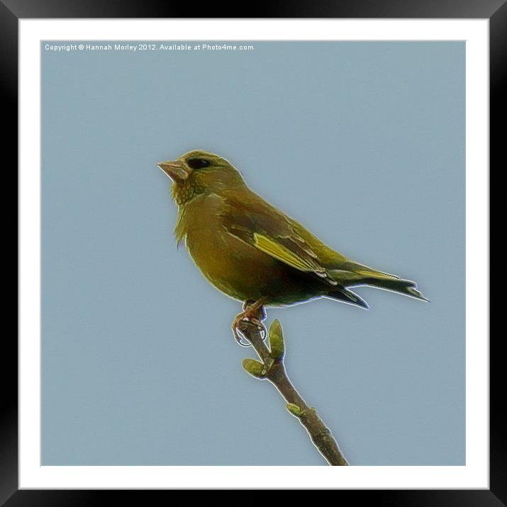 Greenfinch Framed Mounted Print by Hannah Morley