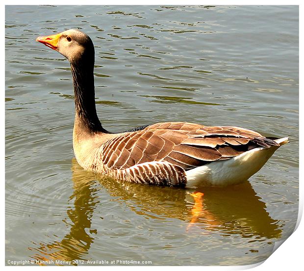 Greylag Goose Print by Hannah Morley