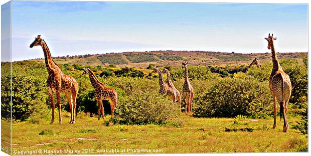 A Tower of Giraffes Canvas Print by Hannah Morley